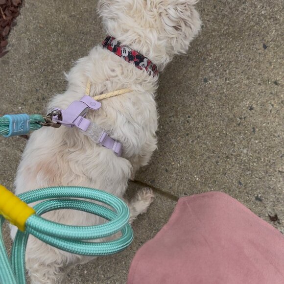 PVC Dog Harness Set | Waterproof No-Pull | Reflective Leash Included - Picture 4 of 9